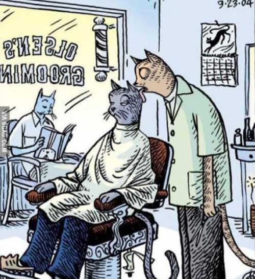 آرایشگاه گربه ها