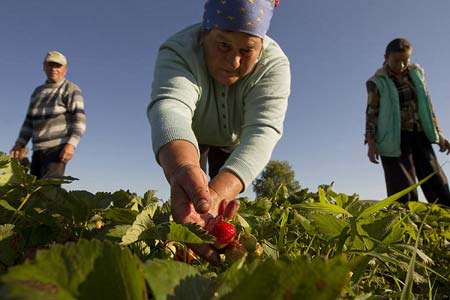 مزرعه توت فرنگی در مینسک، بلاروس