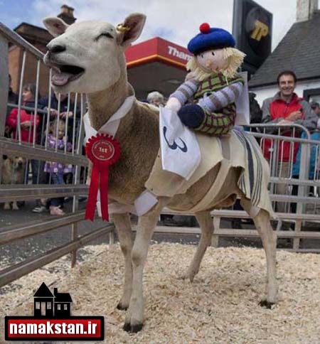 مسابقه دو گوسفندهای اسکاتلندی + تصاویر و عکس ها