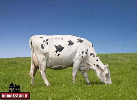 نقاشی همرنگ با زمینه روی بدن گاو