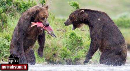 جنگ خرس ها بر سر غذا