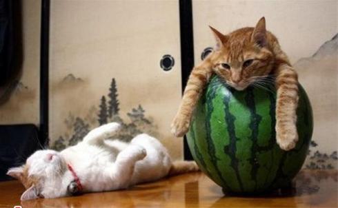 تصاویر و عکسهای خنده دار از گربه های خسته 