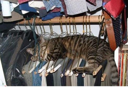 تصاویر و عکسهای خنده دار از گربه های خسته 