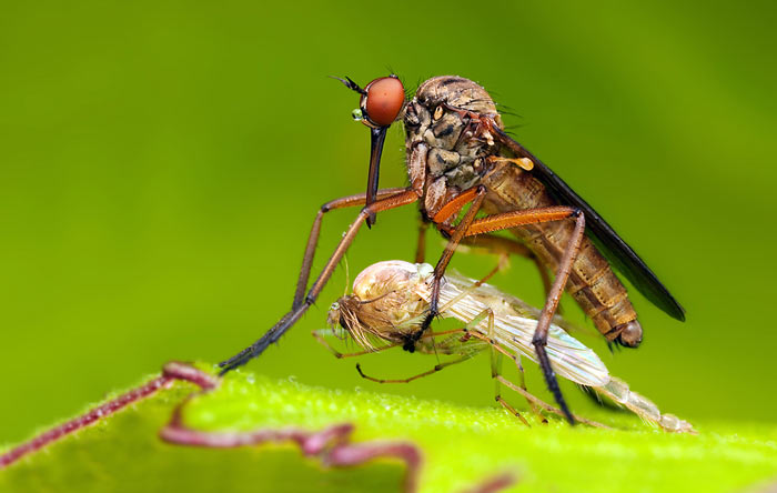 تصاویر و عکسهای حیرت انگیز از کلوزآپ حشرات