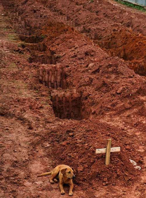 12. A dog named “Leao” sits for a second consecutive day at the grave of her owner, who died in the disastrous landslides near Rio de Janiero in 2011.