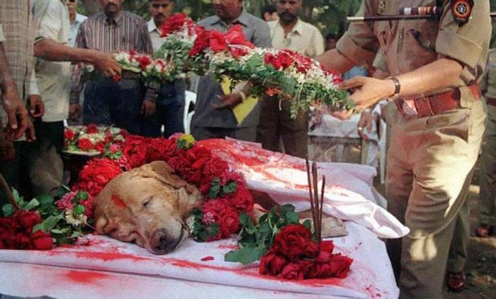 19. Zanjeer the dog saved thousands of lives during Mumbai serial blasts in March 1993 by detecting more than 3,329 kgs of the explosive RDX, 600 detonators, 249 hand grenades and 6406 rounds of live ammunition. He was buried with full honors in 2000