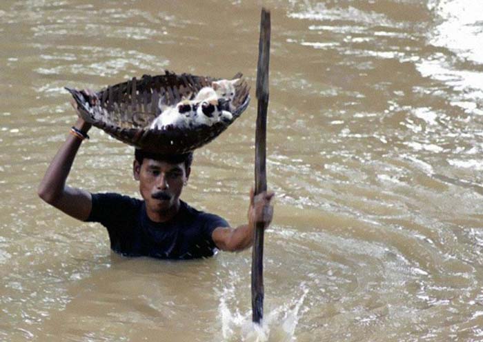 3. During massive floods in Cuttack City, India, in 2011, a heroic villager saved numerous stray cats by carrying them with a basket balanced on his head