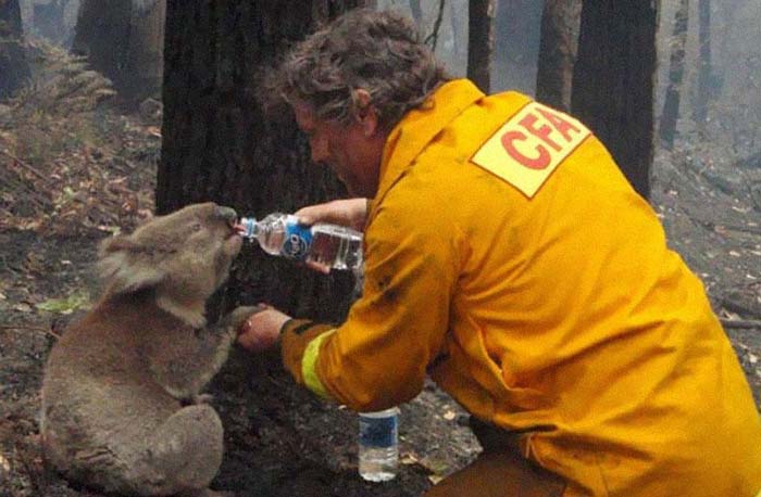 22. A firefighter gives water to a koala during the devastating Black Saturday bushfires in Victoria, Australia, in 2009