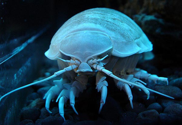تصاویر و عکس های 10 مخلوق وحشت‌آفرین اعماق دریاها