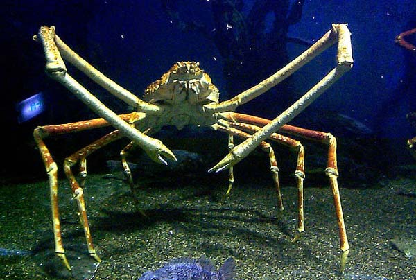 تصاویر و عکس های 10 مخلوق وحشت‌آفرین اعماق دریاها
